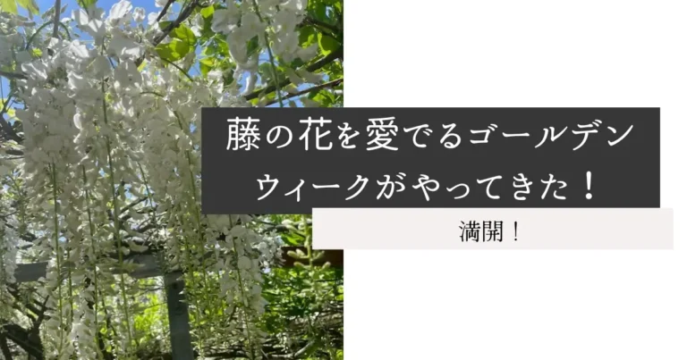 藤の花を愛でるゴールデンウィークがやってきた！
