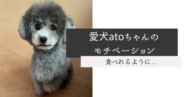 愛犬atoちゃんのモチベーション