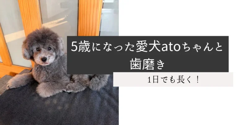 5歳になった愛犬atoちゃんと歯磨き